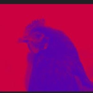 Meet your Posher, Babbie